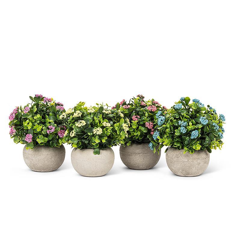 Low Flowering Plant Pot - Assorted