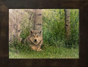 15" X 18" Wolf Amongst The Aspens Black Framed Print