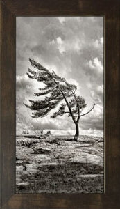 20"x36" Windswept Pine Vertical Black Frame Print