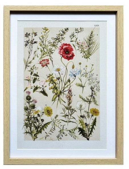 Wildflower With Poppy Print