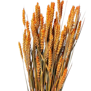 Orange 24" Wheat Triticum Bunch