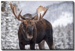 A Moose In Winter In Jasper Print