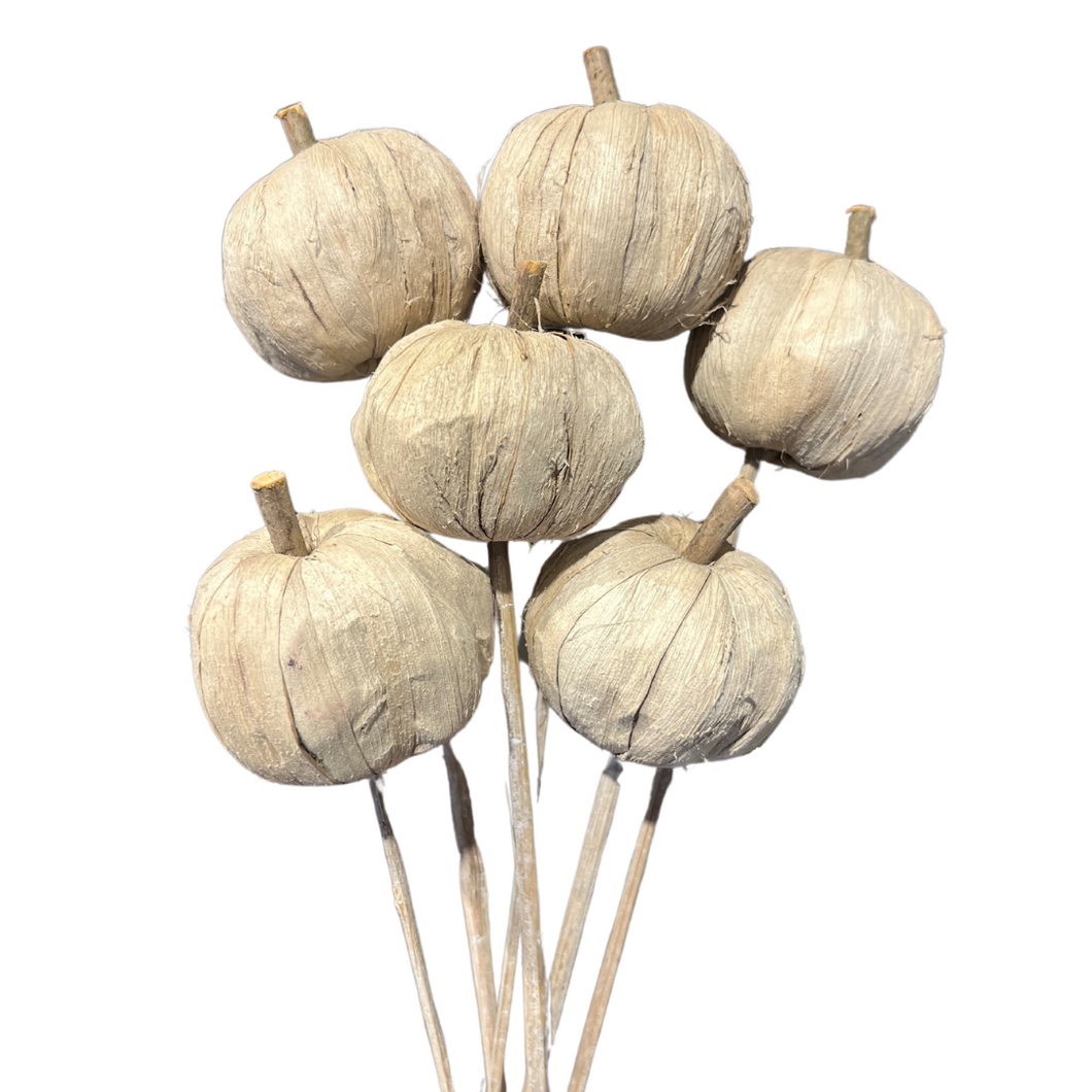 Beige Pumpkin On Stem