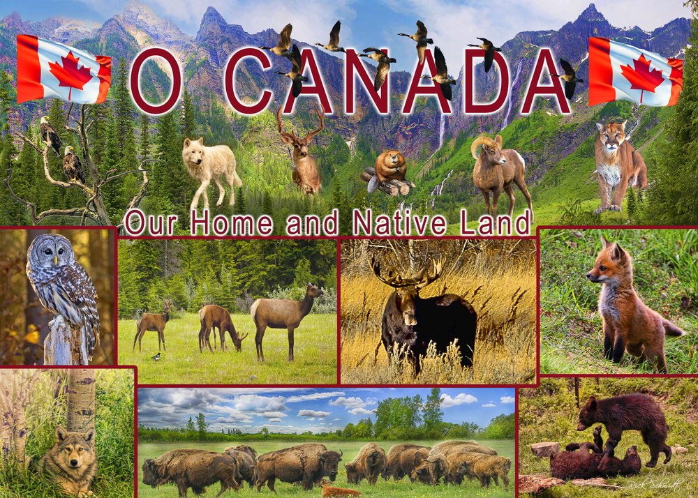 O Canada 1000 Piece Puzzle
