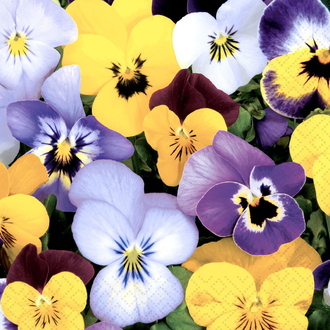 Pansies Luncheon Napkins