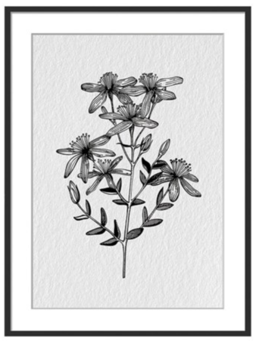 Black & White Wildflower Print