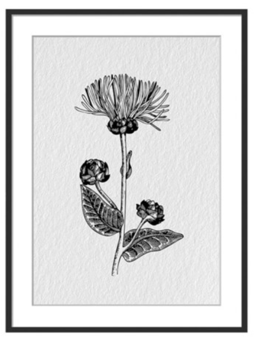 Black & White Thistle Print
