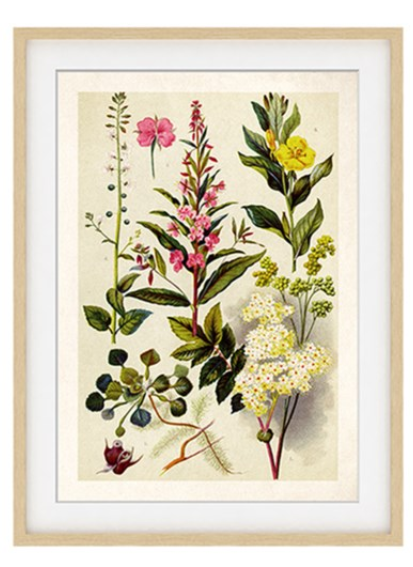 Pink Herbarium Print