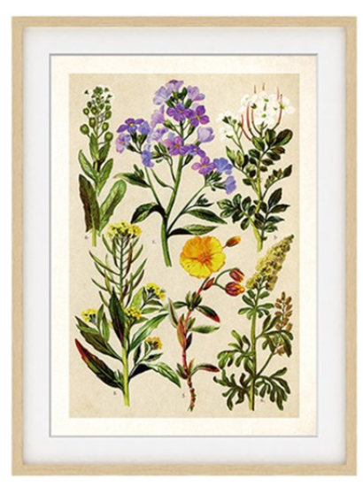 Purple Herbarium Print