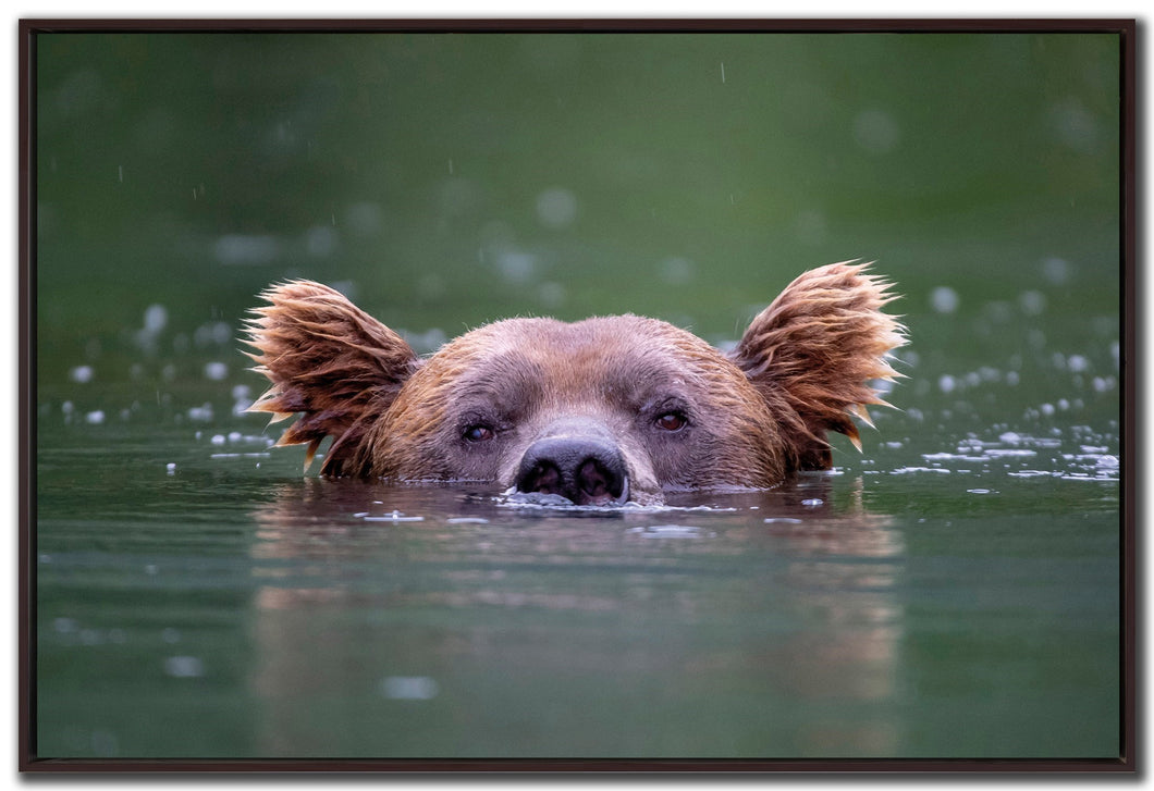 Peeking Out Framed Print