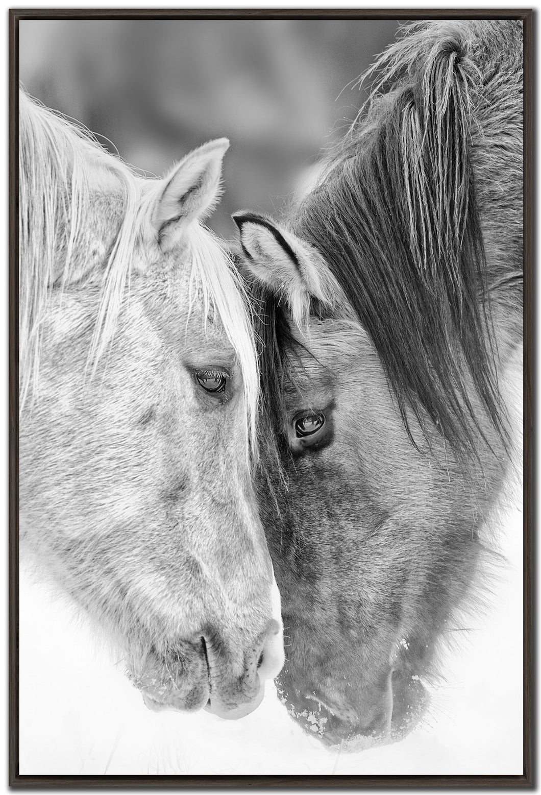 Black And White Horses Print