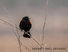 Load image into Gallery viewer, Barry's Bay Red-winged Black Bird Post Card
