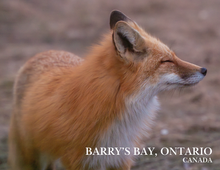Load image into Gallery viewer, Barry's Bay Fox Post Card
