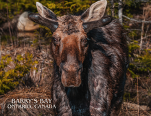 Load image into Gallery viewer, Barry's Bay Moose Post Card
