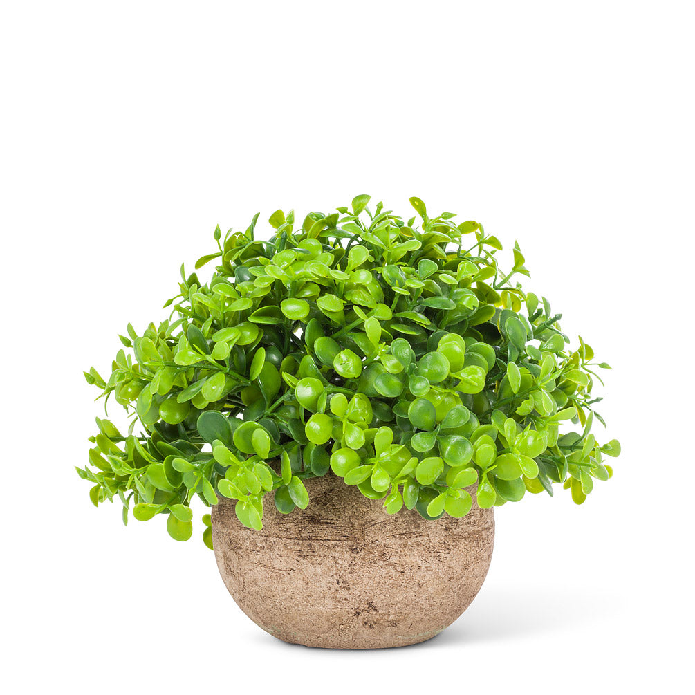 Teardrop Leaf Plant Round Pot