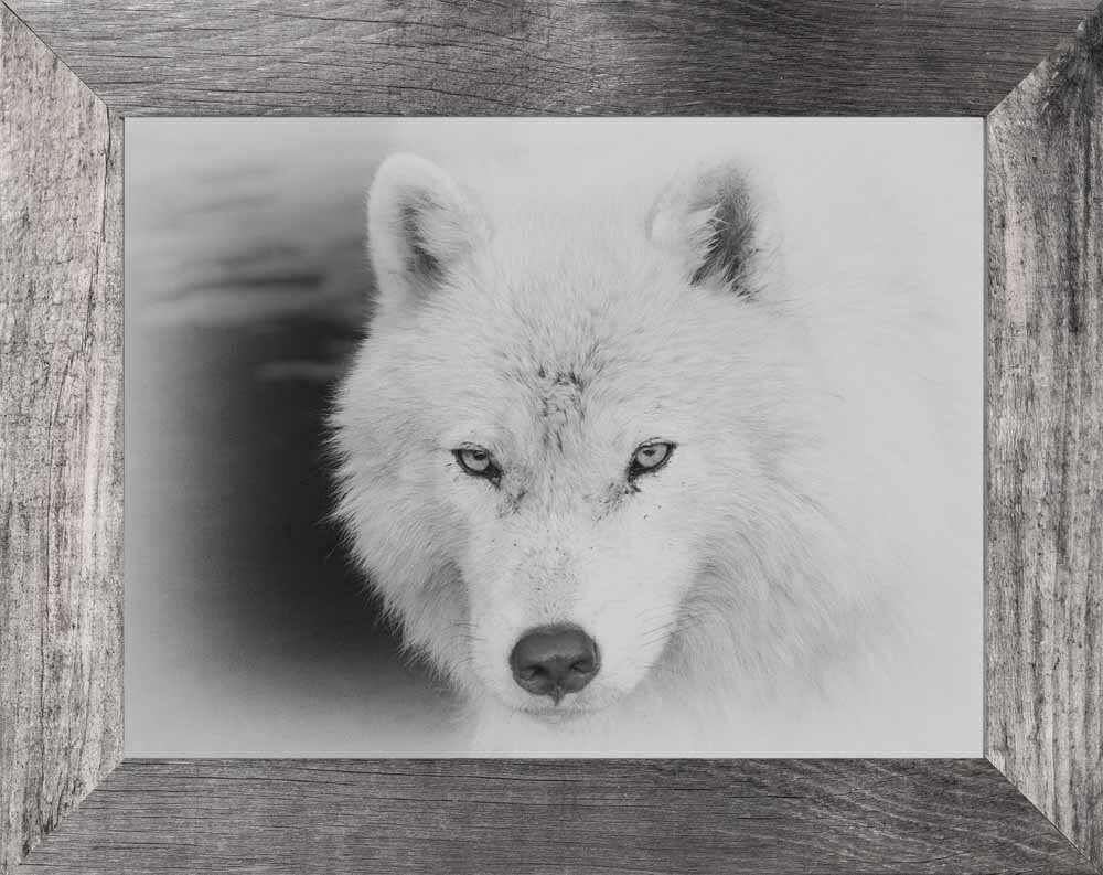 Wolf Stare Down Print (PICKUP ONLY)