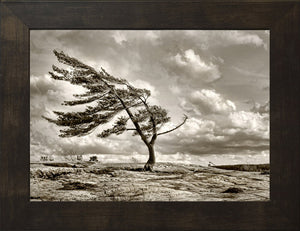 20”x24” Windswept Pine (PICKUP ONLY)