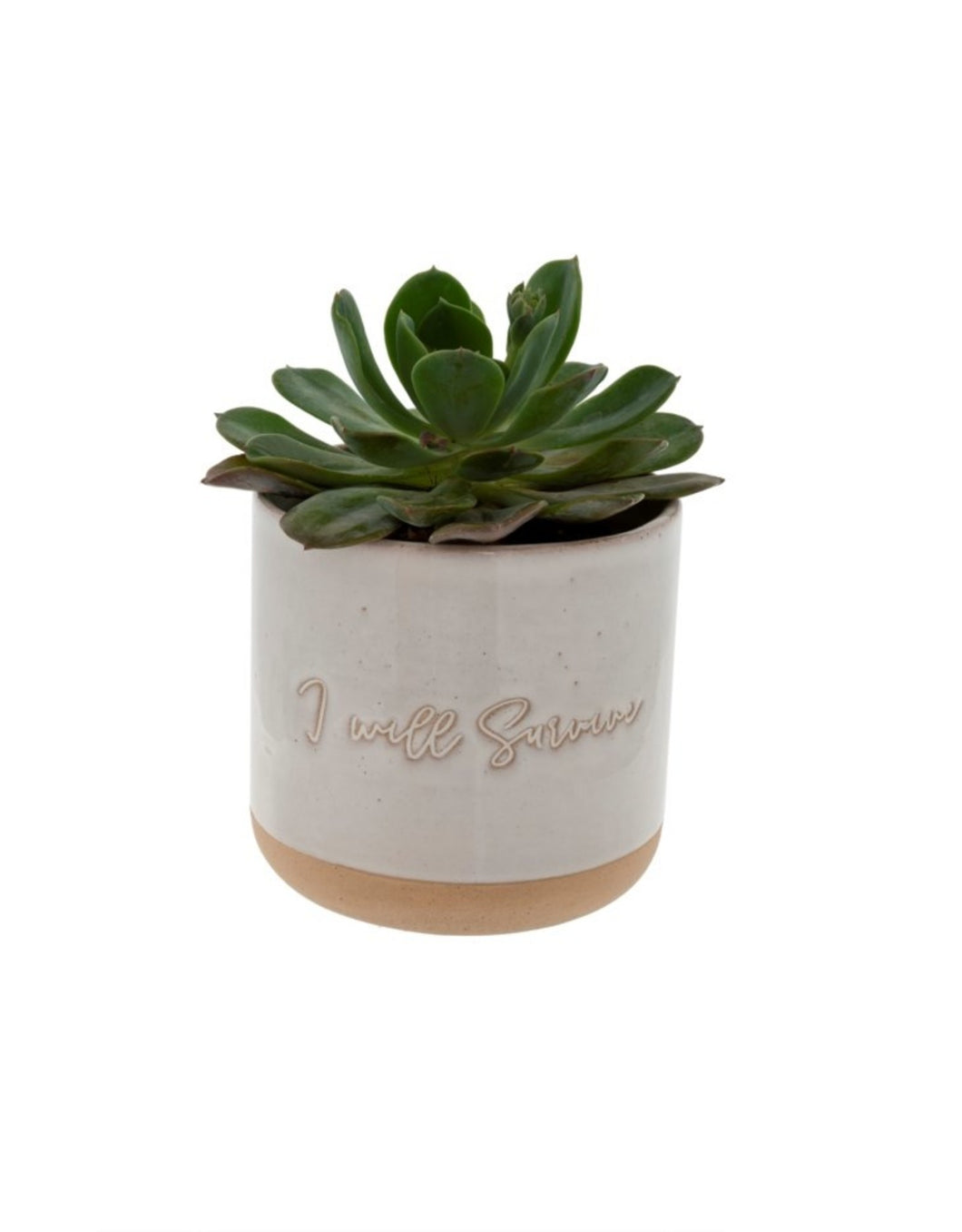 I Will Survive Planter - Large (PICKUP ONLY)